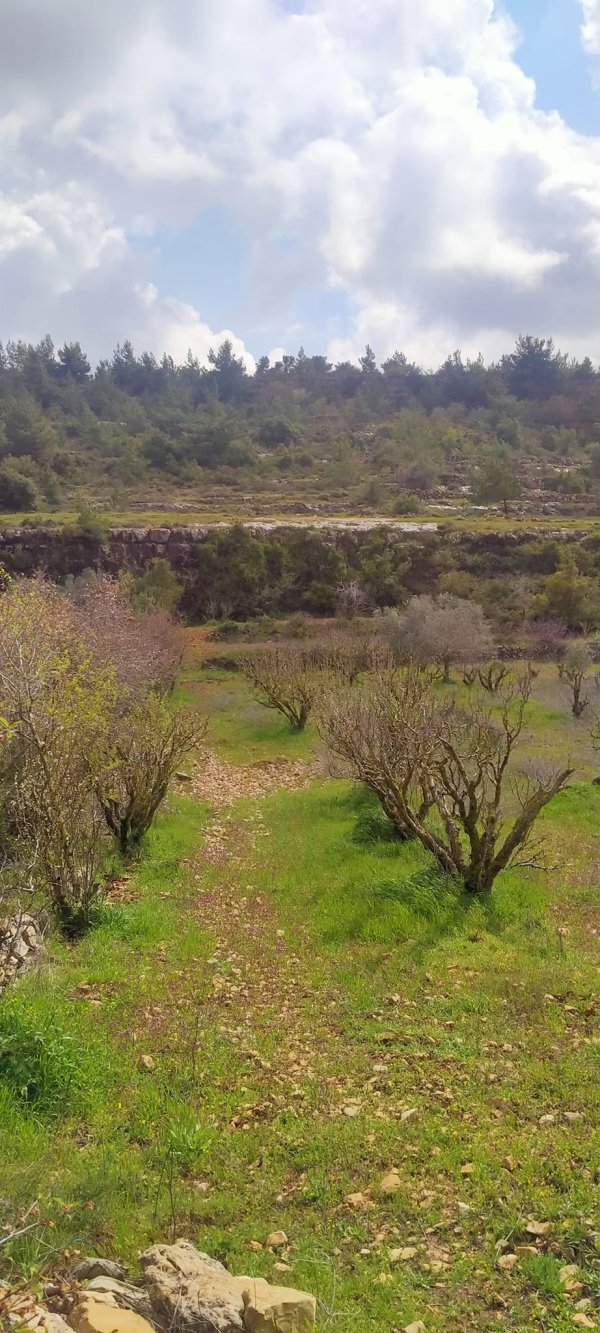 قرية بيت سوريك / القدس