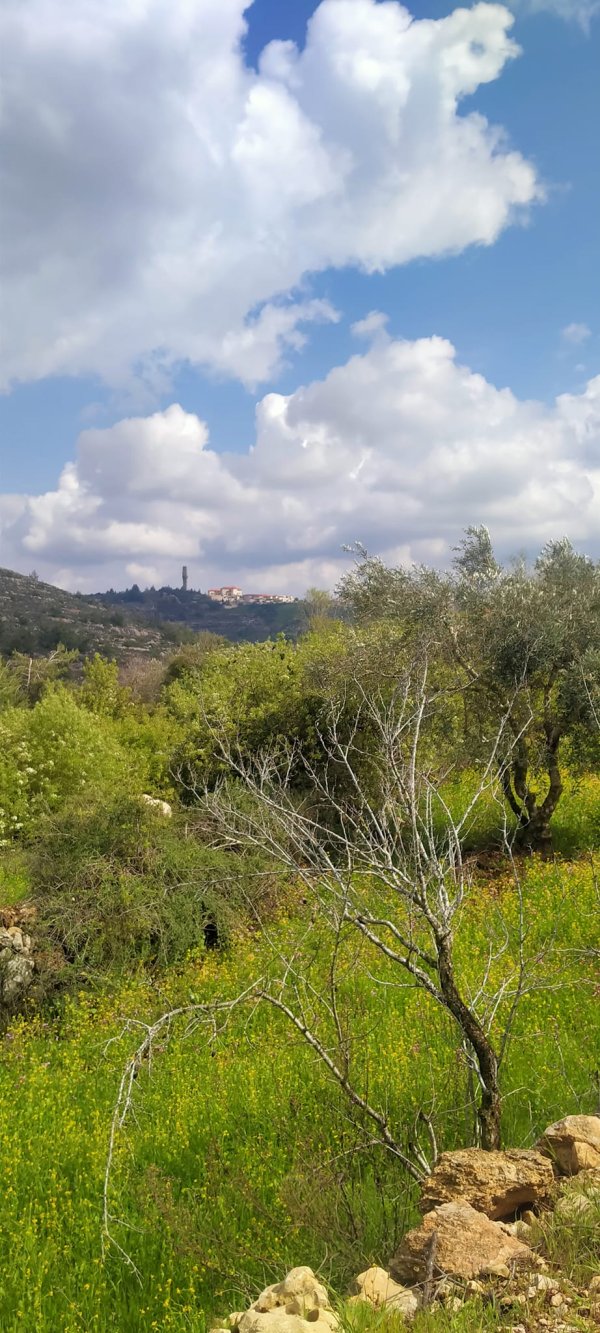 قرية بيت سوريك / القدس