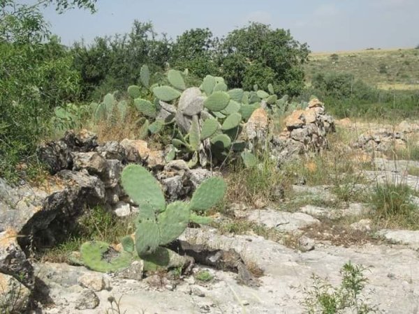 رية ذِكْرين البَرَدَان/ الخليل