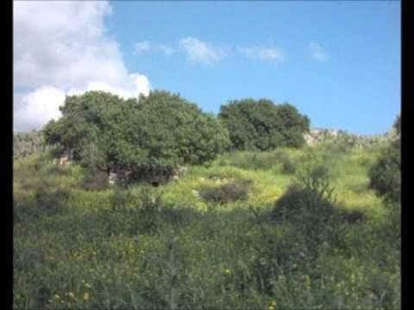 رية ذِكْرين البَرَدَان/ الخليل