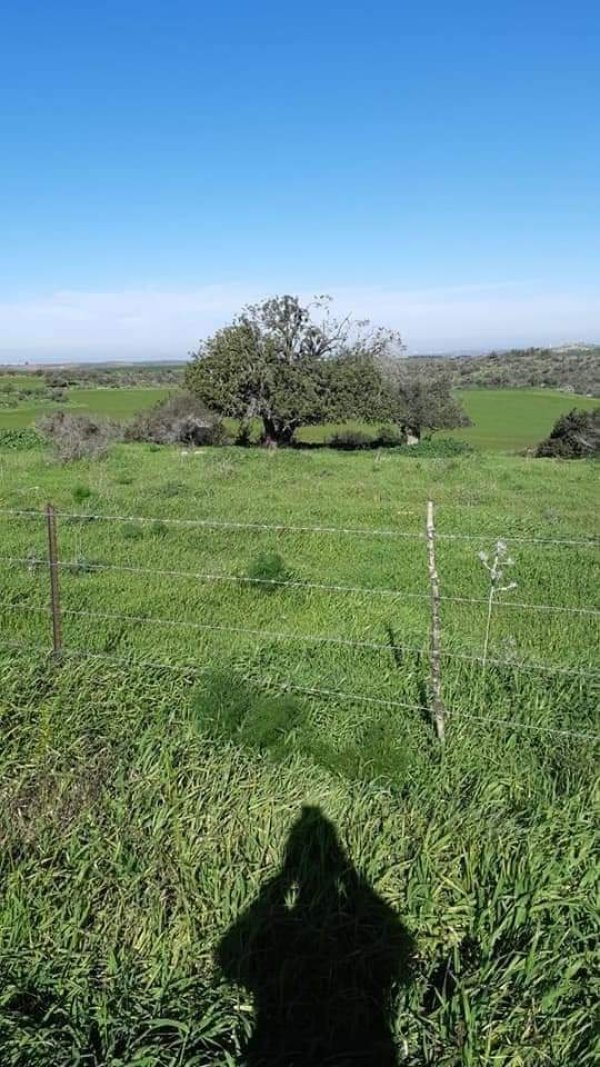 رية ذِكْرين البَرَدَان/ الخليل