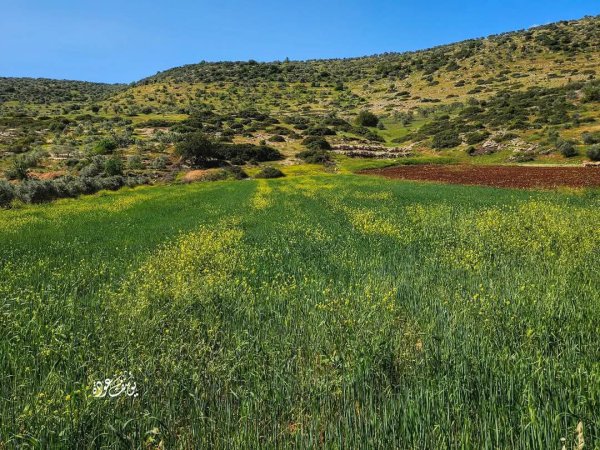  | موسوعة القرى الفلسطينية