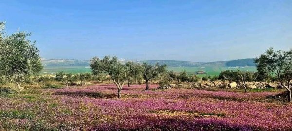  | موسوعة القرى الفلسطينية