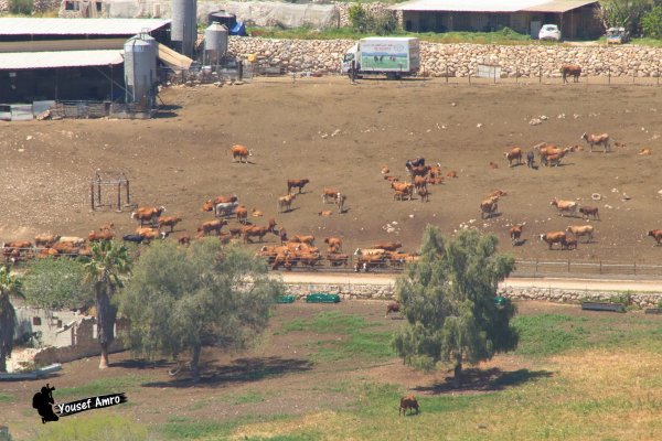  | موسوعة القرى الفلسطينية