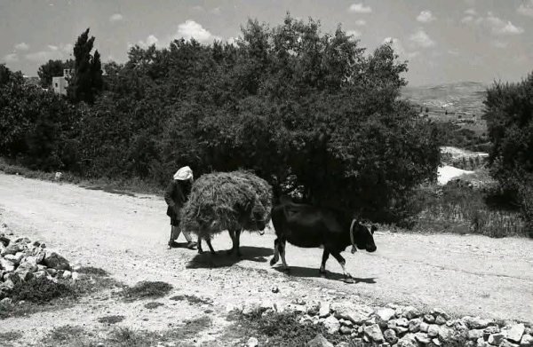  | موسوعة القرى الفلسطينية