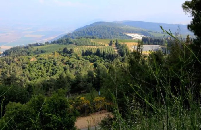 المَنَارَة/ مَنَارَة صفد  | موسوعة القرى الفلسطينية