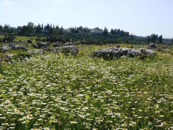  | موسوعة القرى الفلسطينية