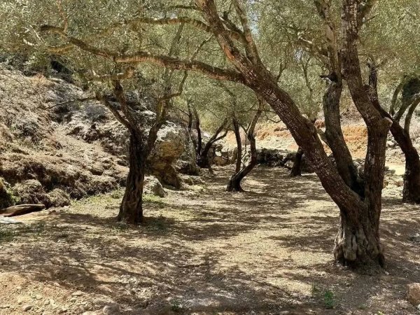  | موسوعة القرى الفلسطينية