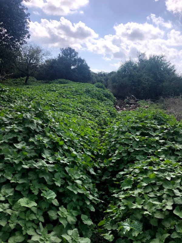  | موسوعة القرى الفلسطينية