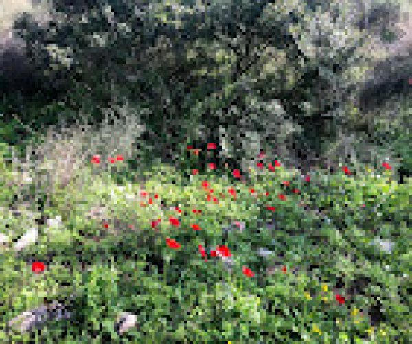  | موسوعة القرى الفلسطينية