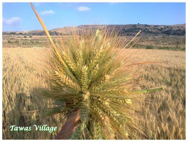  | موسوعة القرى الفلسطينية