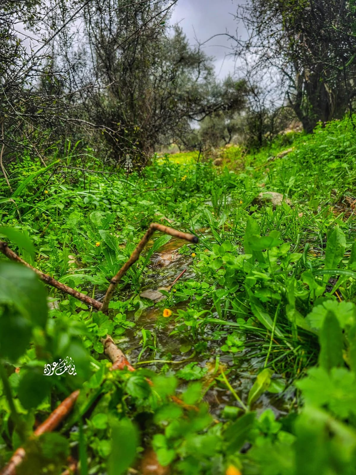  | موسوعة القرى الفلسطينية