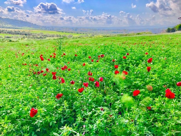  | موسوعة القرى الفلسطينية