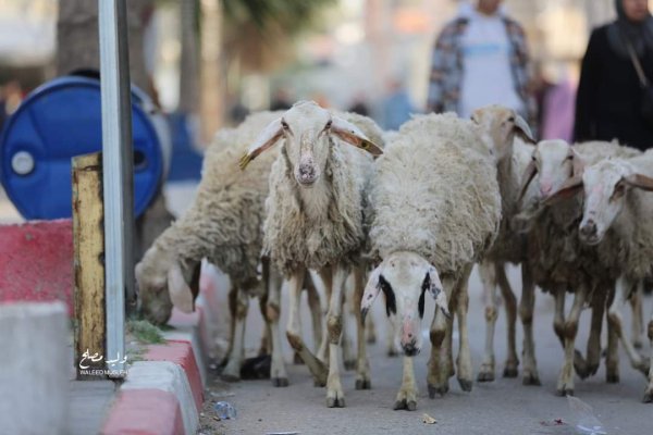  | موسوعة القرى الفلسطينية