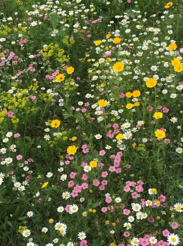 خربة البُوَيّشَاتْ/ قرى الروحة  | موسوعة القرى الفلسطينية