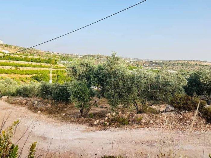 عِزْبَة جَلْعُود- العِزَبْ الغربية  | موسوعة القرى الفلسطينية