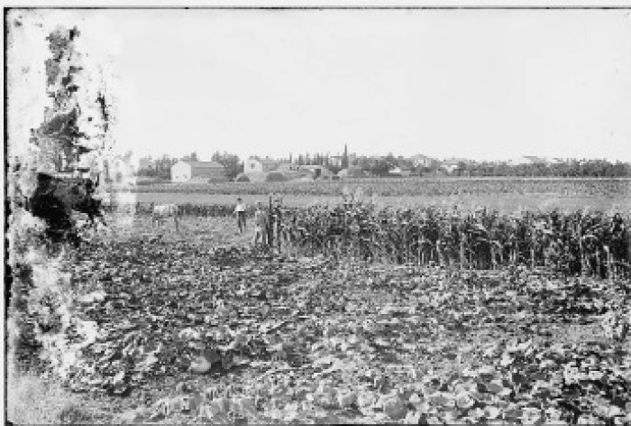 ولهلمة / ويلهلما / الحميدية / مستعمرة ألمانية  | موسوعة القرى الفلسطينية