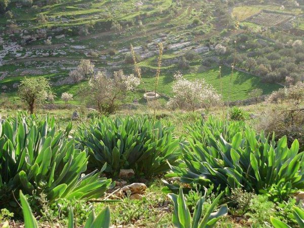  | موسوعة القرى الفلسطينية