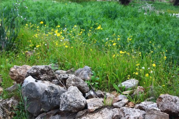  | موسوعة القرى الفلسطينية