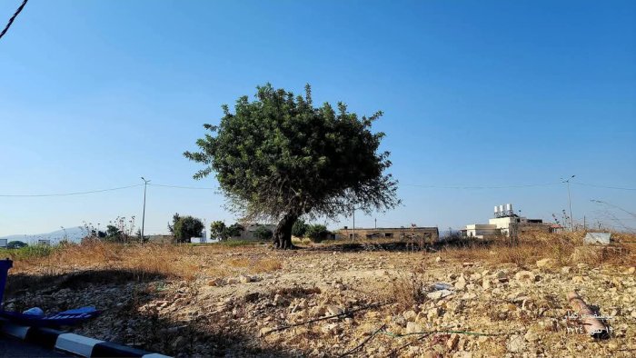 تَنُّيِن/ خربة تَنُّيِن  | موسوعة القرى الفلسطينية