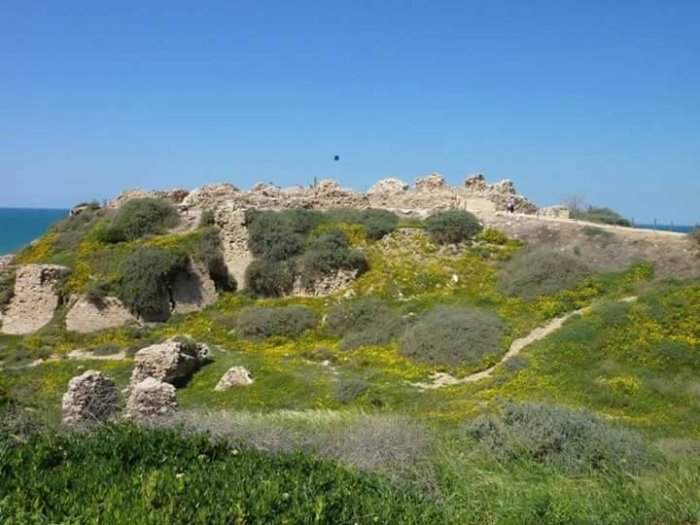 أرسوف  | موسوعة القرى الفلسطينية