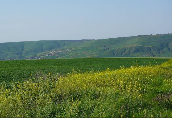 سَارُونَا  | موسوعة القرى الفلسطينية