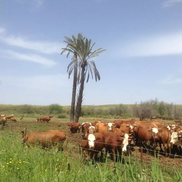 أراضي القرية