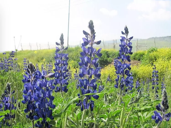 أراضي القرية