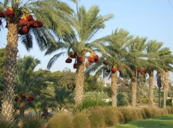 أراضي القرية