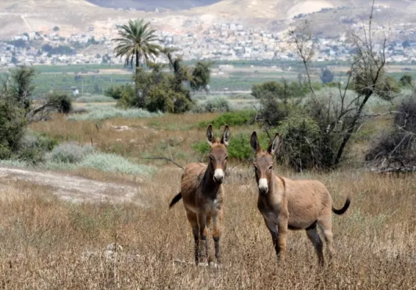 أراضي القرية