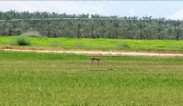 أراضي القرية