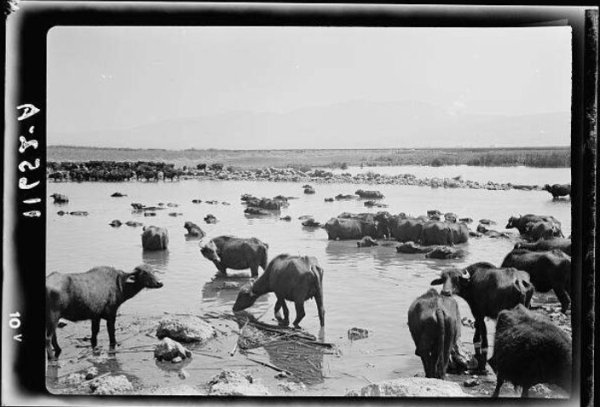  | موسوعة القرى الفلسطينية