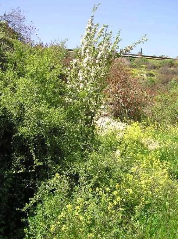 قرية الجورة / القدس