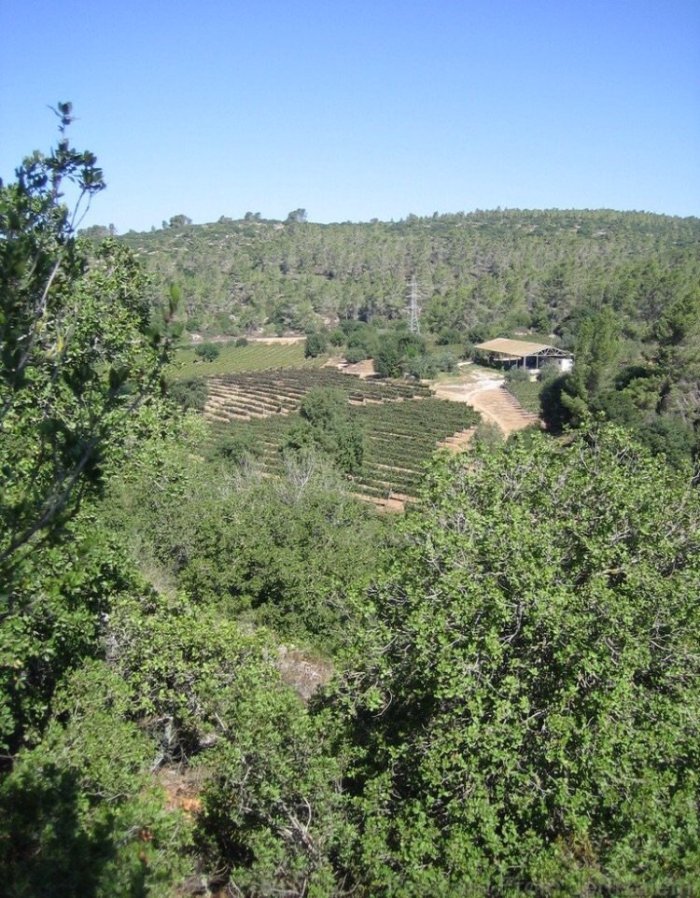 سفلى / من قرى عرقوب  | موسوعة القرى الفلسطينية