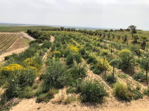  | موسوعة القرى الفلسطينية