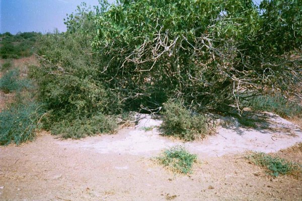  | موسوعة القرى الفلسطينية