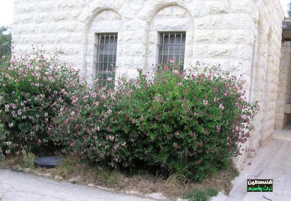  | موسوعة القرى الفلسطينية