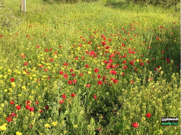  | موسوعة القرى الفلسطينية