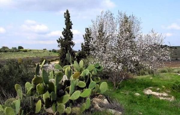  | موسوعة القرى الفلسطينية