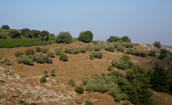 صَلْحَة  | موسوعة القرى الفلسطينية