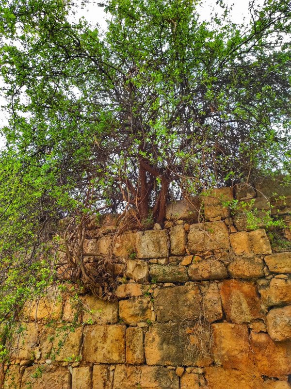  | موسوعة القرى الفلسطينية