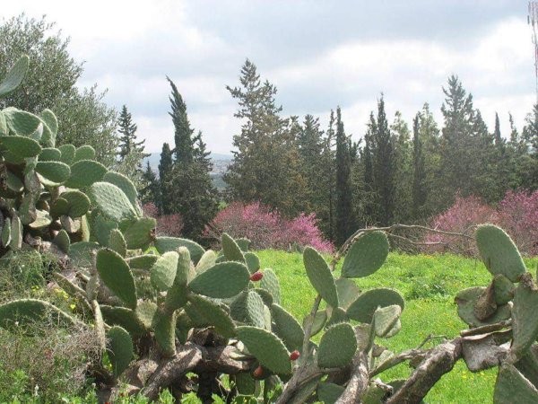 قرية كويكات