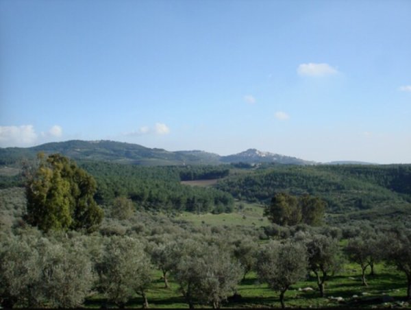 أراضي قرية دلاتة المهجرة