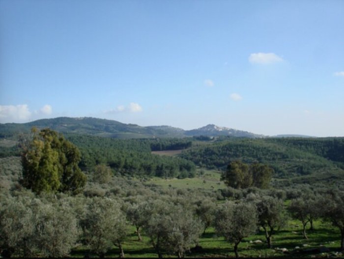 دَلاّتَه/ دَلاّتَة  | موسوعة القرى الفلسطينية