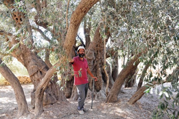 أبو عيسى حارس شجرة البدوي في قرية الولجة وهي اقدم شجرة زيتون في فلسطين، إذ يزيد عمرها عن 3 آلاف سنة