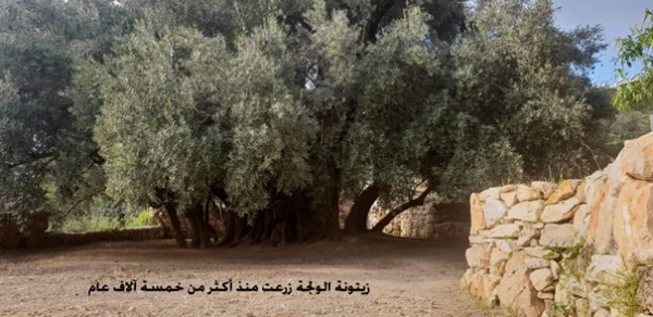 قرية الولجة