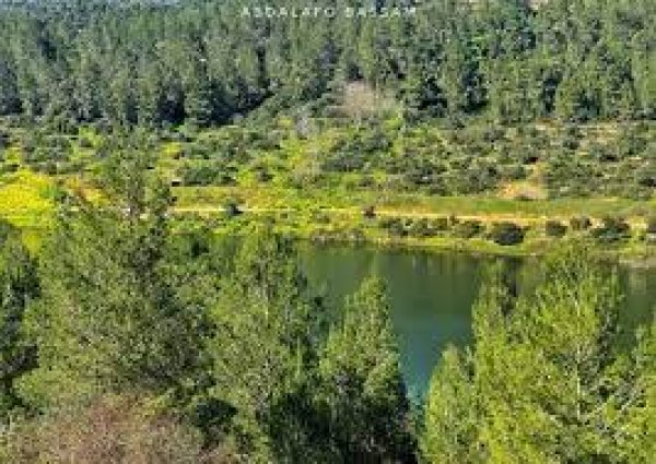 قرية قالونيا للجمال حكاية