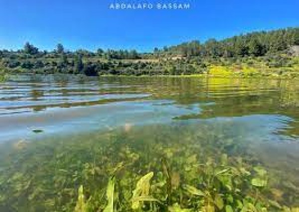 قرية قالونيا للجمال حكاية