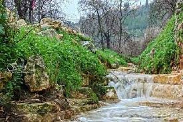 قرية قالونيا للجمال حكاية