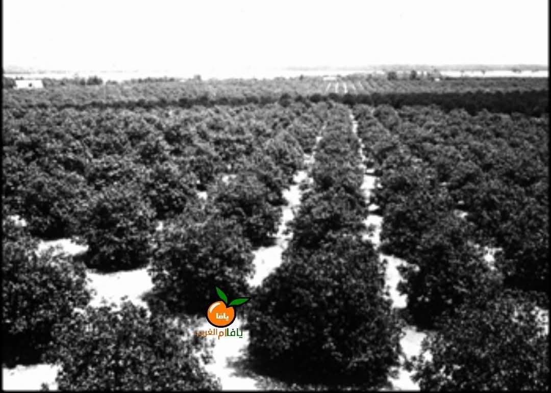 قرية السافرية / يافا